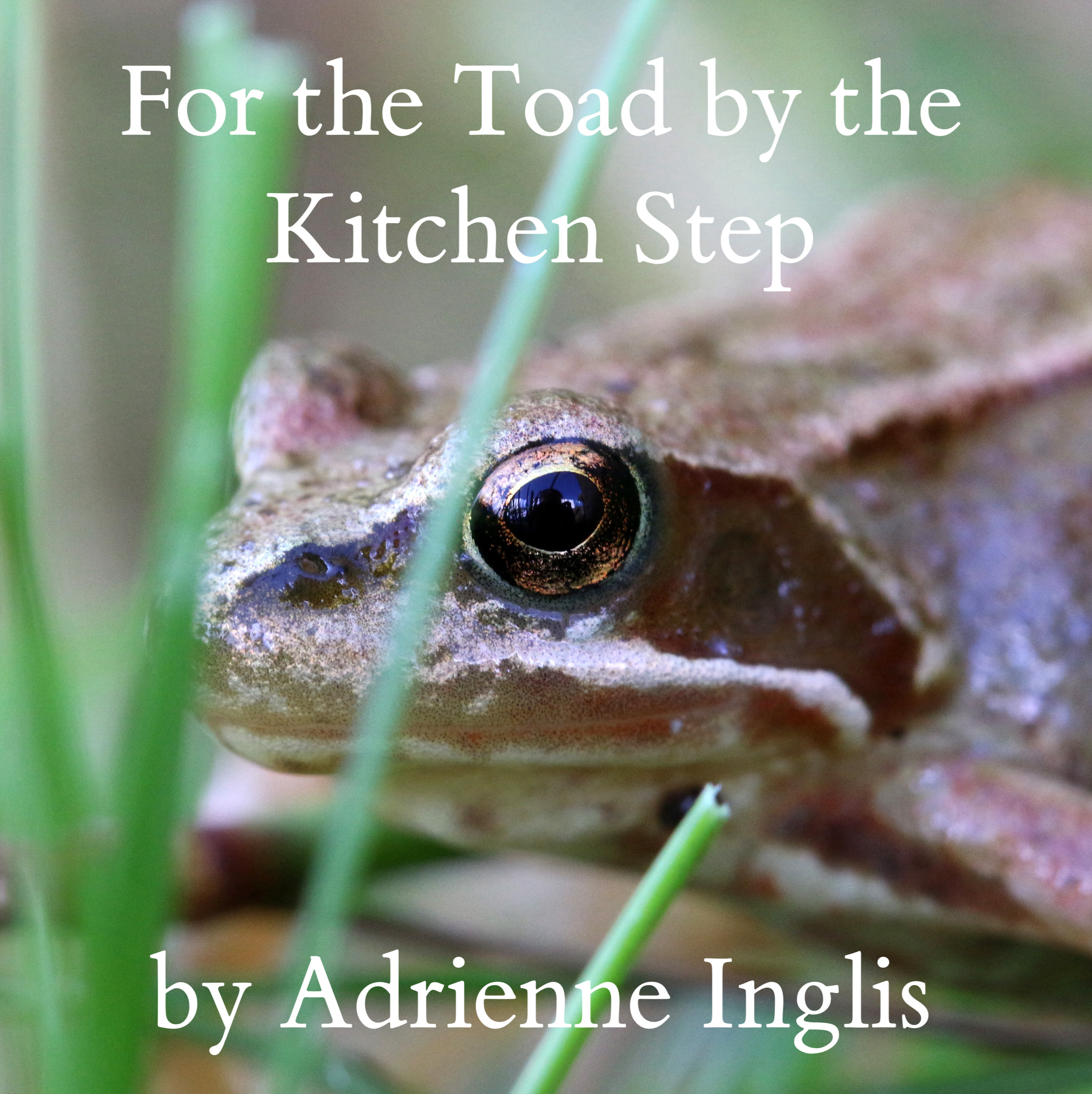 For the Toad by the Kitchen Step